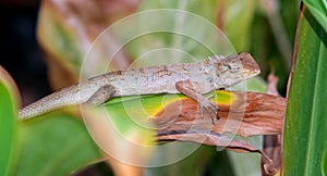 chameleon animal life standing on leaf in botany garden. reptile browm skin in tropical natural