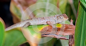 chameleon animal life standing on leaf in botany garden. reptile browm skin in tropical natural photo