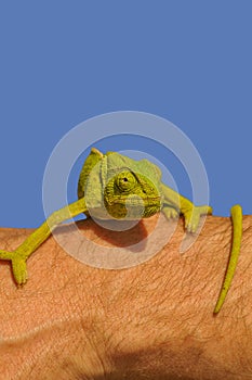 Chameleon on the arm