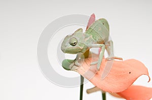 Chameleon baby on pink flower