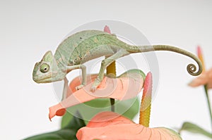 Chameleon baby on pink flower view from left side