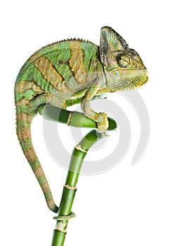 Chameleon on bamboo