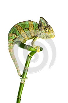 Chameleon on a bamboo