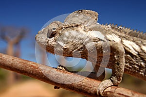 Chameleon and baobabs