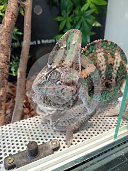 Chameleon in terrarium