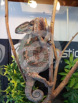 Chameleon in terrarium