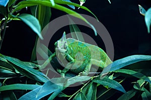 Chameleon at Bioparco