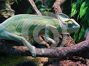 Chameleon on branch