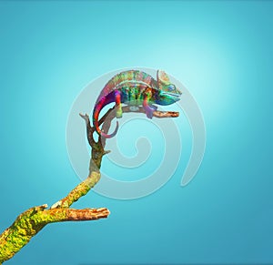 Chameleon on branch