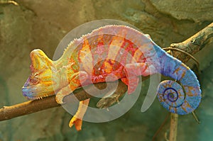 Chameleon on branch