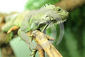 Chameleon on branch