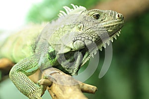 Chameleon on branch