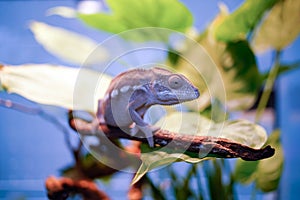 The chameleon on the branch. photo