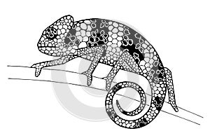 Chameleon on a branch, ink drawing