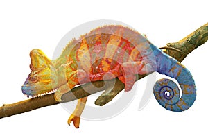 Chameleon on branch isolated on white