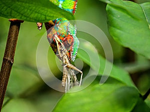 Chameleon on a branch at Masoala rainforest