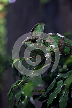 Chameleon on a branch in a tank seen up close