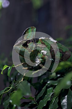 Chameleon on a branch in a tank seen up close