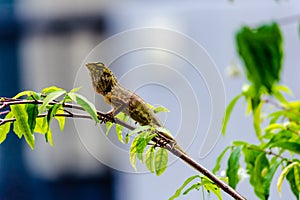 Chameleon on branch of tree