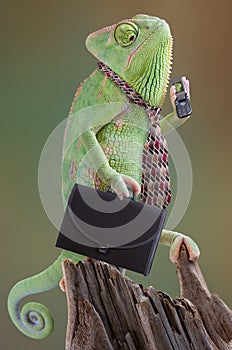 Chameleón podnikateľ 