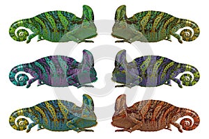 Chameleon or calyptratus on white background