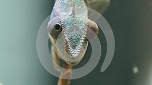 Chameleon Camouflage Reptile on a Branch