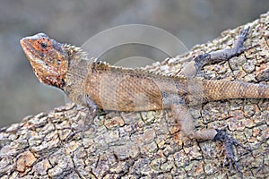 Chameleon camouflaged on tree photo