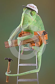 Chameleon Carpenter