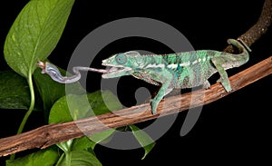 Chameleon catches cricket