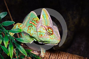 Chameleon Chamaeleo calyptratus on a black background