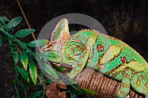 Chameleon Chamaeleo calyptratus on a black background