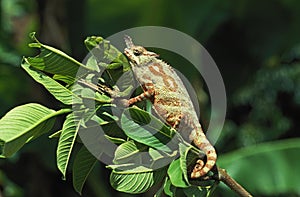 Chameleon, chamaeleo sp., Adult standing on Branch, Madagascar