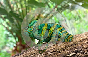 Chameleon  chamaeleon  green yellow color on rough branch in sun light
