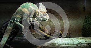 Chameleon (Chamaeleonidae), reptiles native to Madagascar and Africa photo
