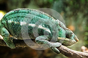 Chameleon chilling on a branch