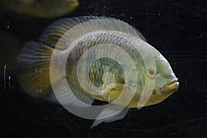 Chameleon cichlid Australoheros facetus