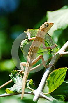Chameleon climb trees