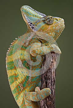 Chameleon climbing