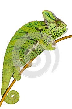Chameleon climbing on branch on isolated white background.