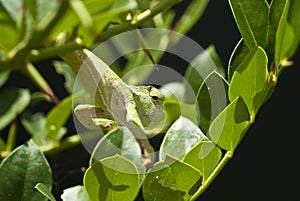 Chameleon climbing in a green plant