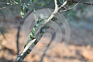 Chameleon climbing tree