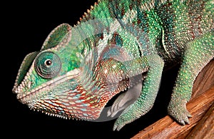 Chameleon close-up