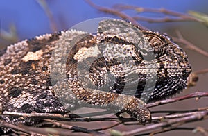 Chameleon in close up