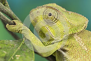 Chameleon close up