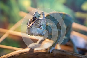 Chameleon close up. Multicolor beautiful chameleon close-up reptile with colorful bright skin, Exotic tropical pet