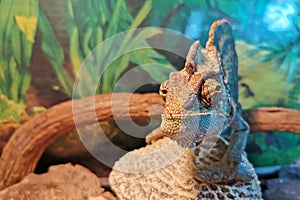 Chameleon close up. Multicolor beautiful chameleon close-up reptile with colorful bright skin, Exotic tropical pet