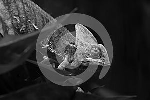 Chameleon