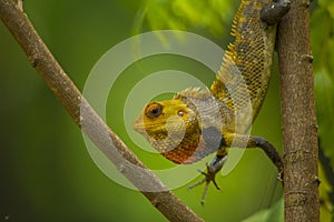 Chameleon close up shot