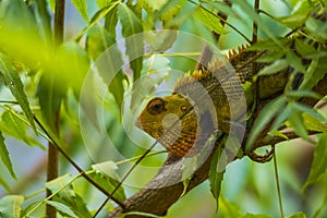 Chameleon close up shot