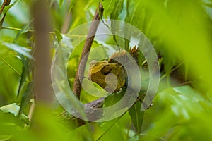 Chameleon close up shot